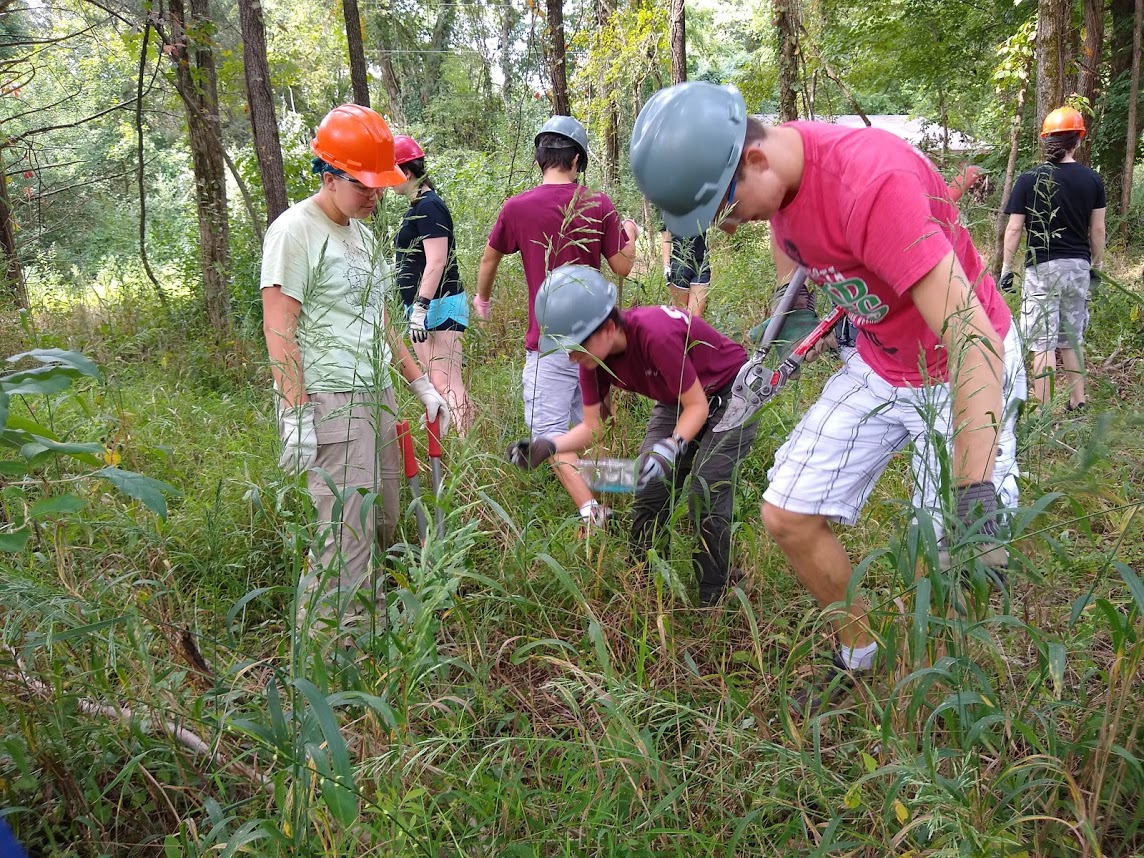 students removing an invasive species